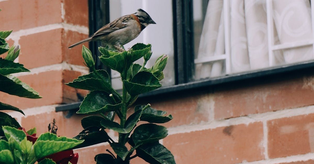 Small bird perched on green leaves beside a brick wall and window