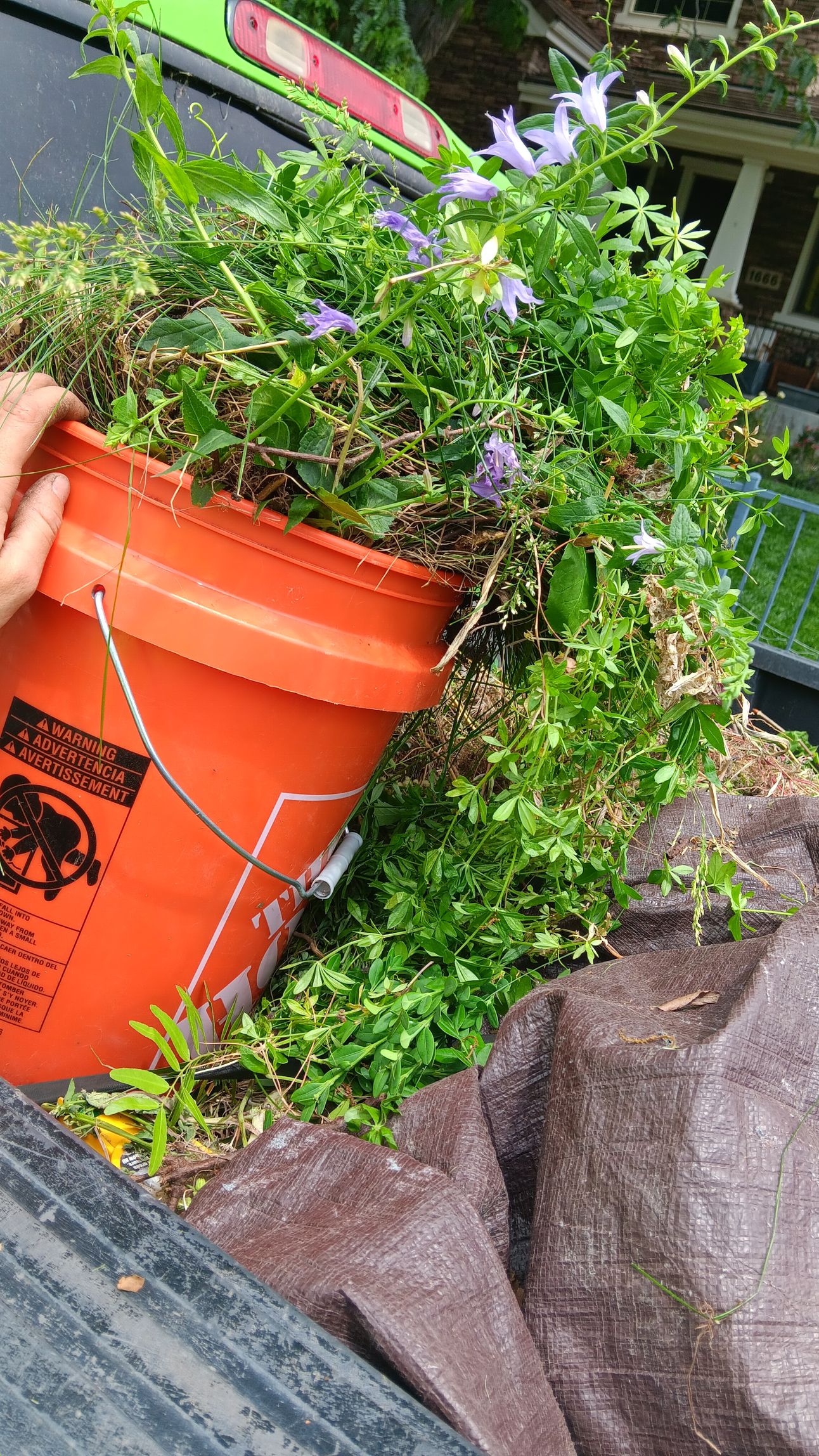 A hand tilts an orange bucket filled with lush green plants featuring small purple bell-shaped flowers near a large rock.