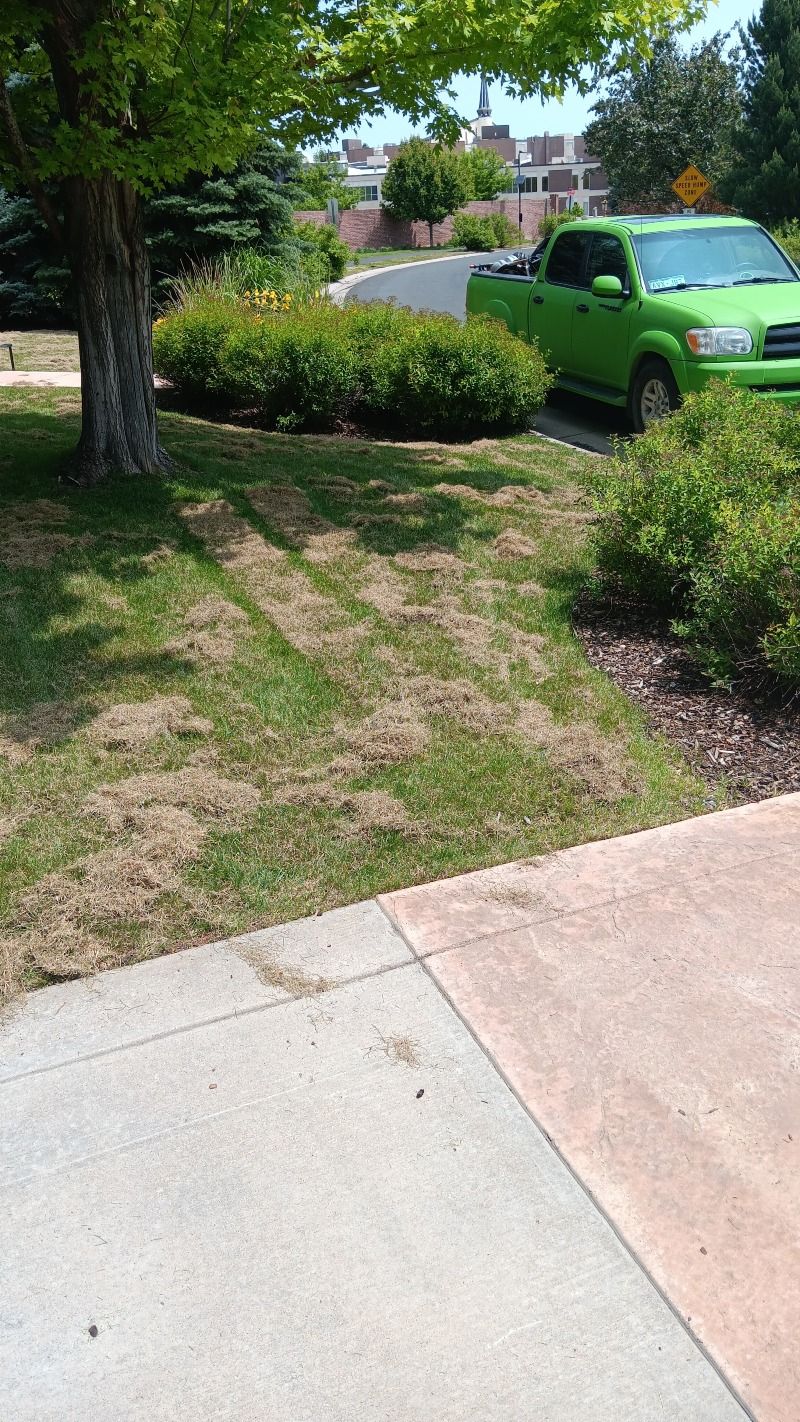 Green truck parked on a residential street next to a partially brown lawn. A tree and bushes are also visible.