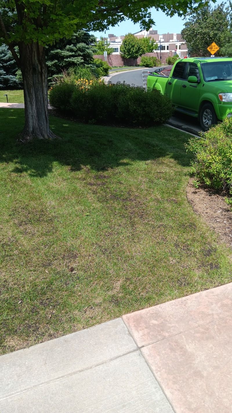 Green lawn with brown patches, a large tree, green bushes, a sidewalk, and a green truck in the background.