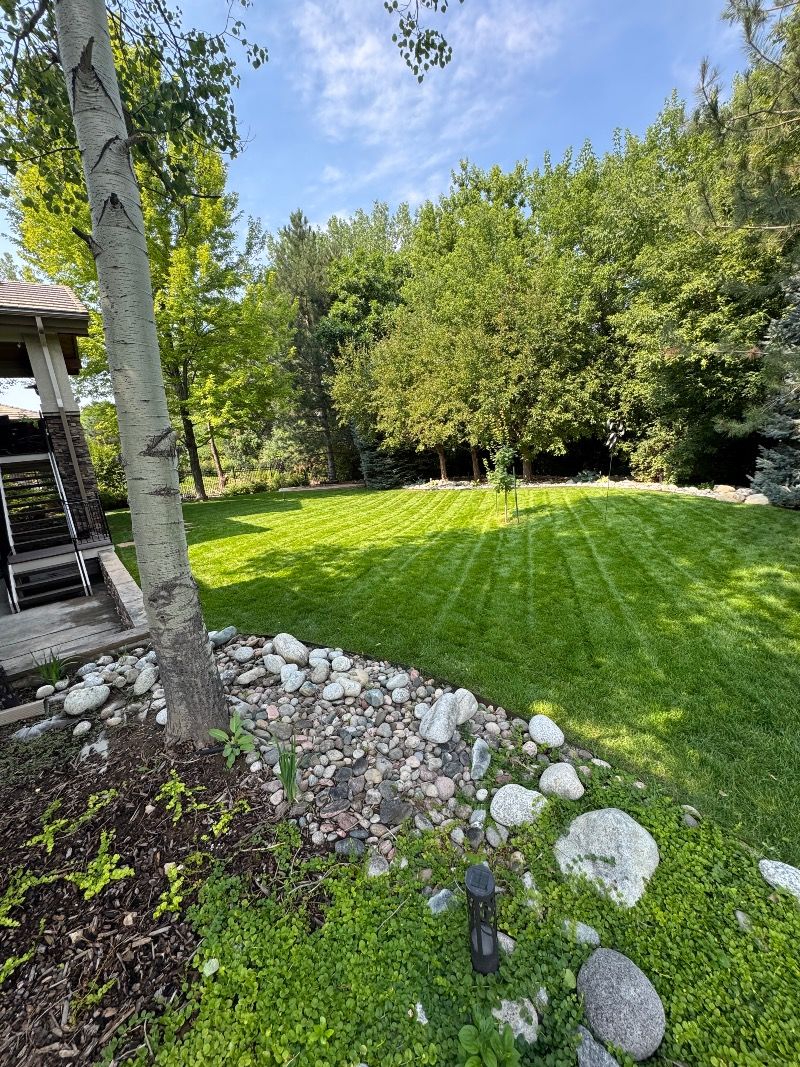 A grassy backyard with a tree in the foreground, and trees in the background under a blue sky.