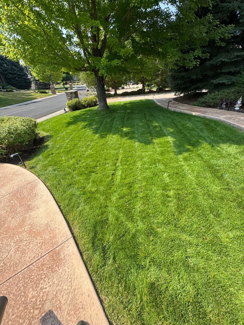 Lush green lawn with a tree casting a shadow on a sunny day, next to a curved concrete walkway and road.