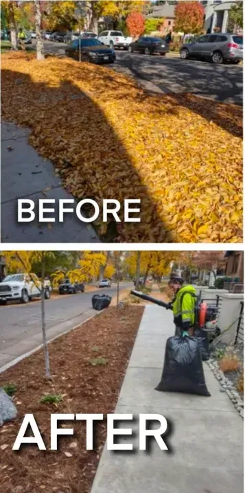 Before & After Leaf Clean Up