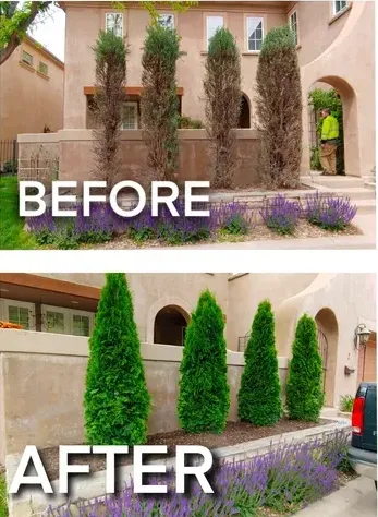 Before & After Landscaping