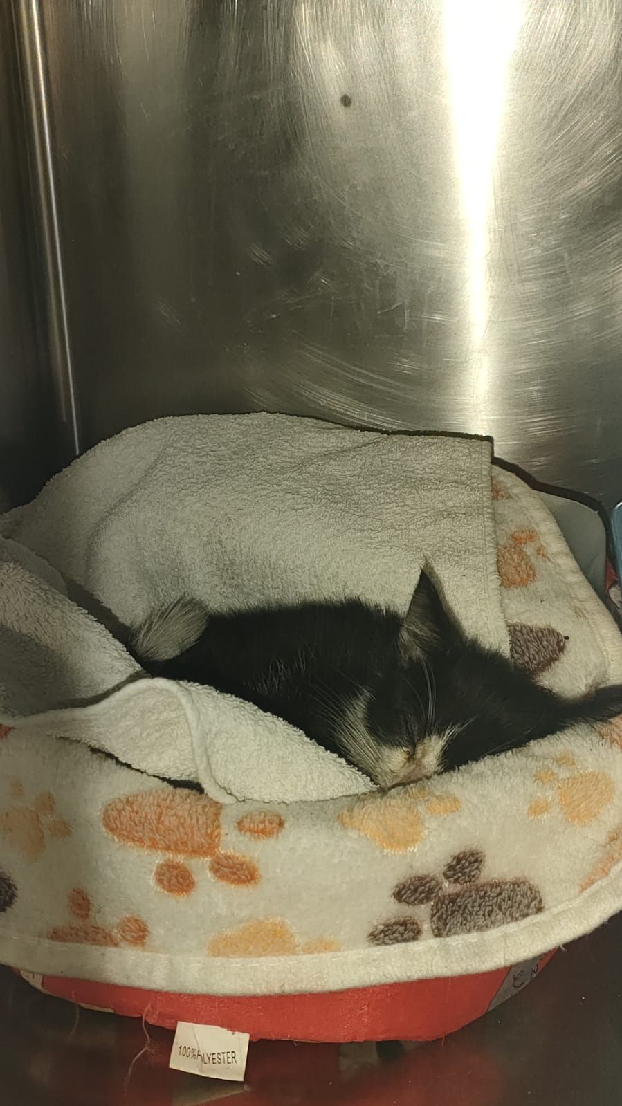 Gatto bianco e nero raggomitolato e addormentato in una cuccia con una coperta a forma di zampa.