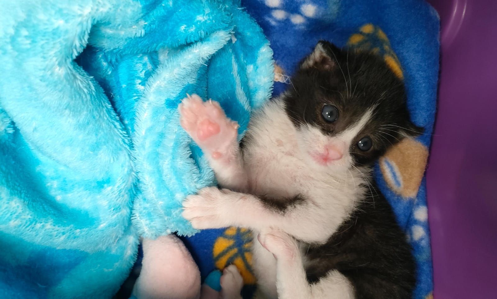 Un minuscolo gattino bianco e nero, rannicchiato in una coperta blu, guarda in alto con una zampina rosa alzata.