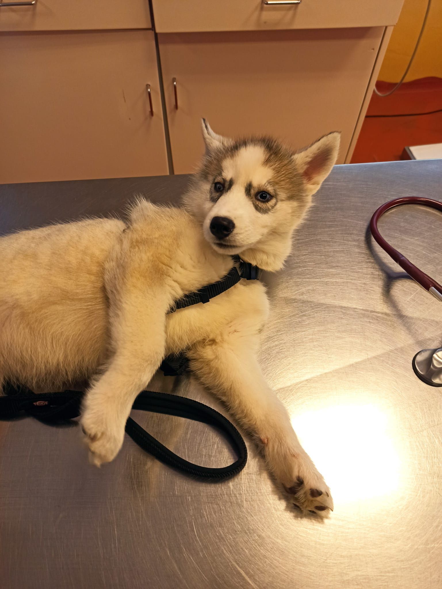 Un piccolo cucciolo soffice, color beige e bianco, con una pettorina, è sdraiato su un lettino da visita in metallo.