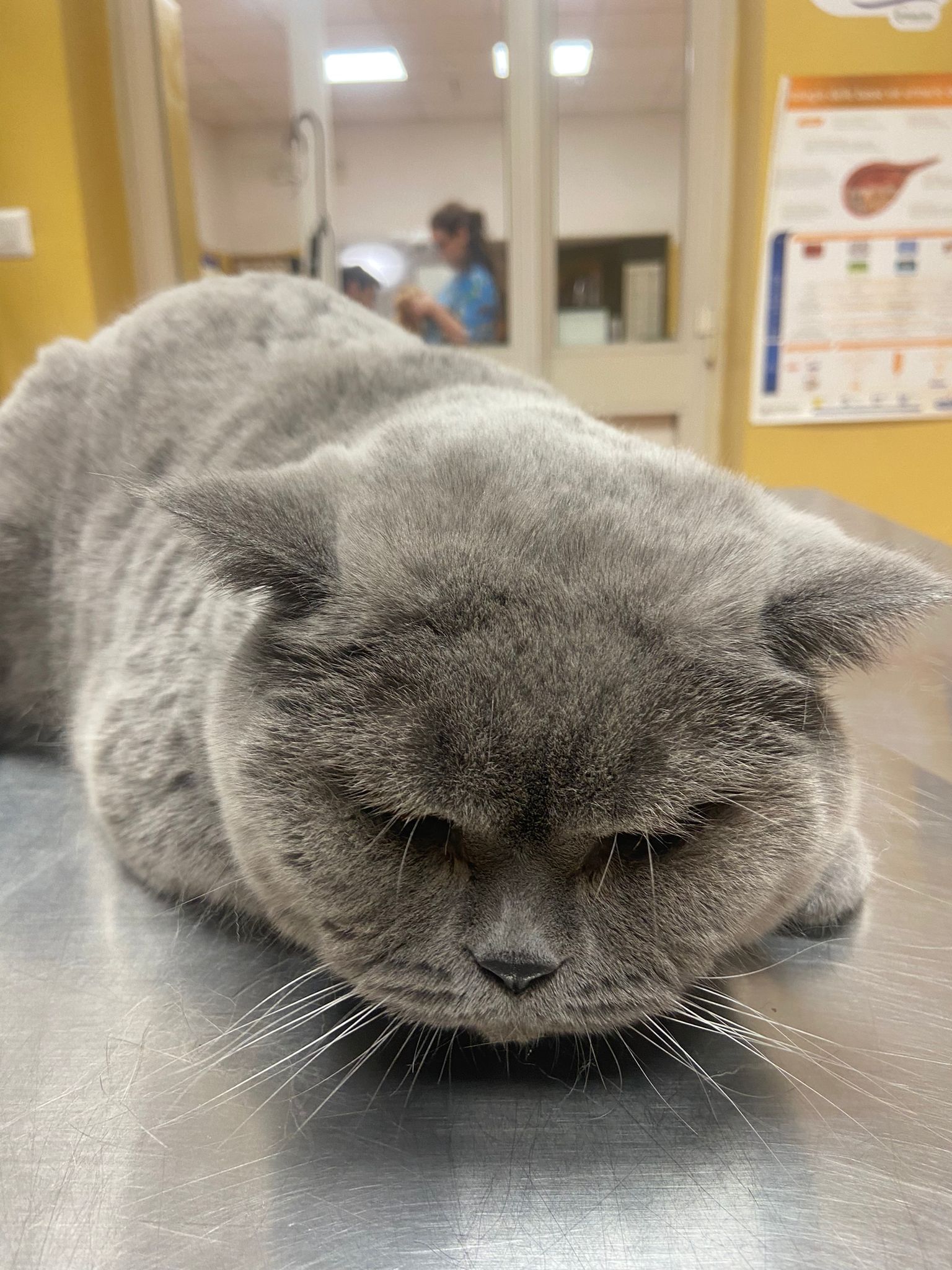 Un gatto grigio è sdraiato su un tavolo, con gli occhi chiusi, nella sala d'attesa di una clinica.