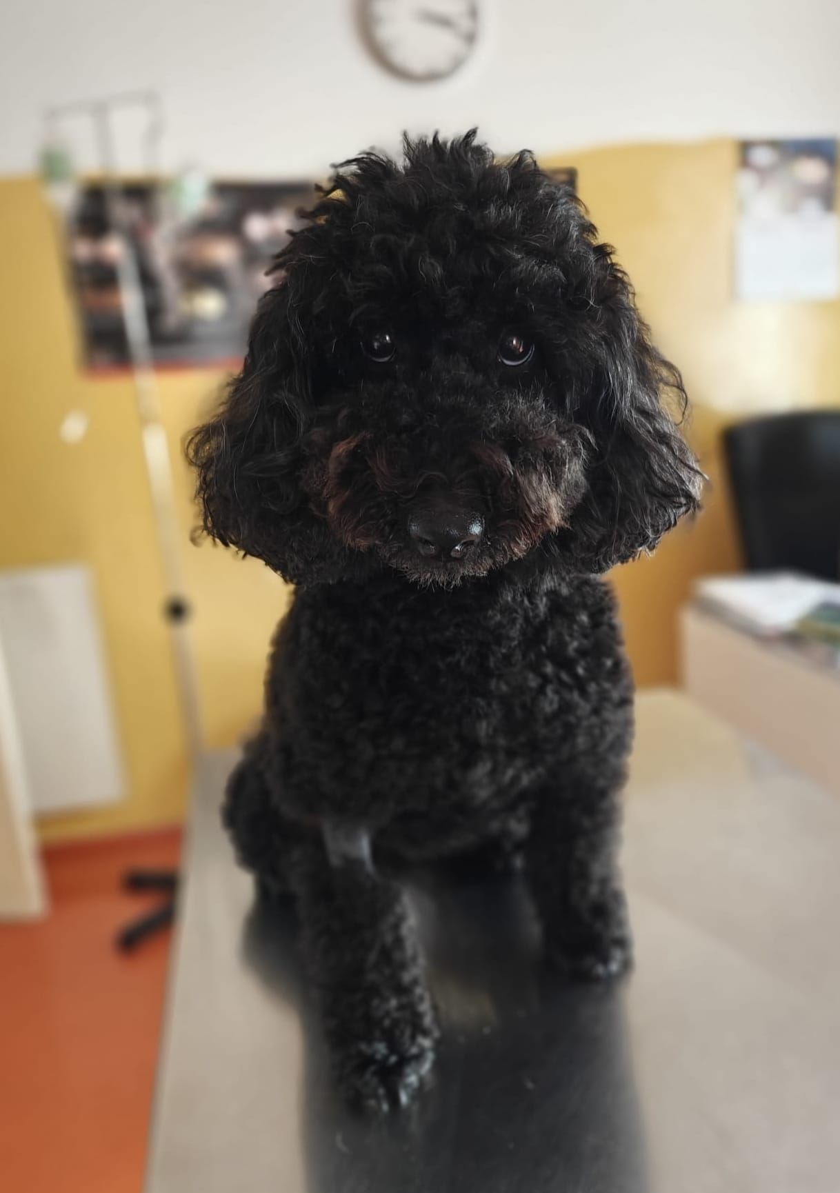Un barboncino nero in piedi su un tavolo da toelettatura in un ambiente interno, con una stanza sfocata sullo sfondo.