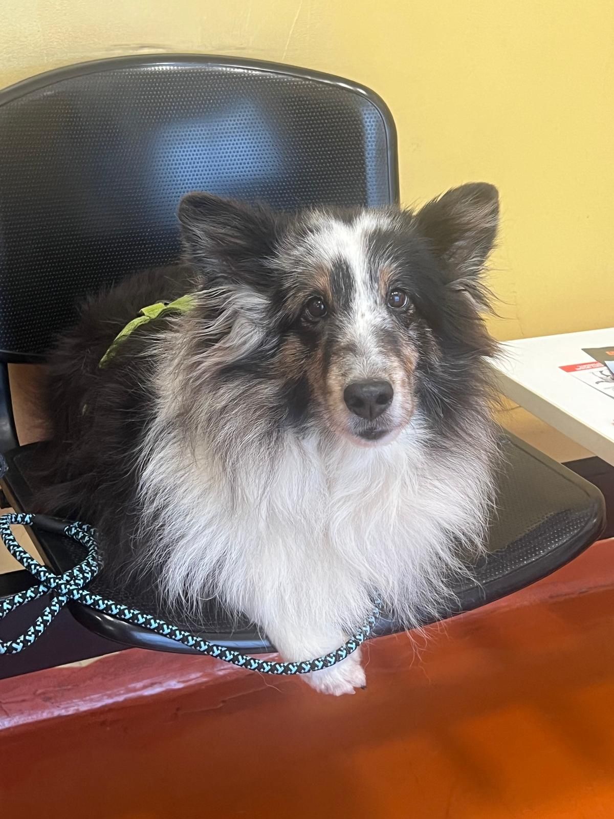 Un piccolo cane bianco e nero, soffice e paffuto, è seduto su una sedia nera con un guinzaglio blu, davanti a una parete beige.