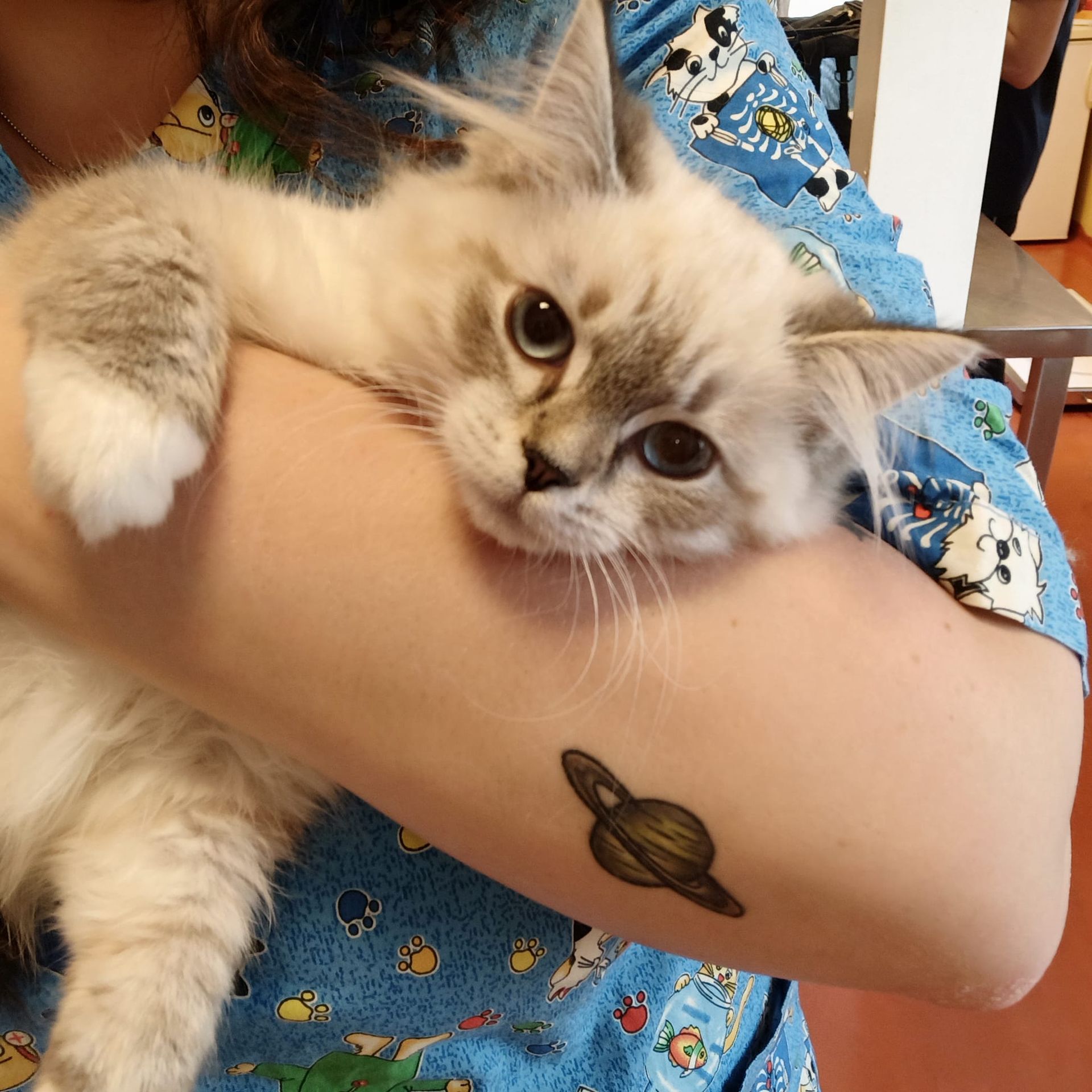 Un gattino color crema dal pelo folto e dalle orecchie scure viene tenuto in braccio da qualcuno e guarda in camera.
