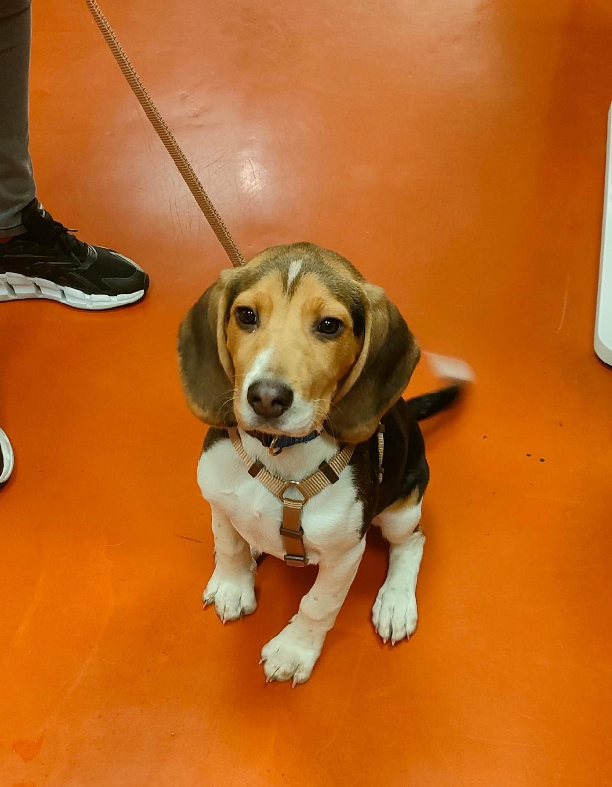 Un cucciolo di beagle al guinzaglio è seduto su un pavimento arancione e guarda in camera.