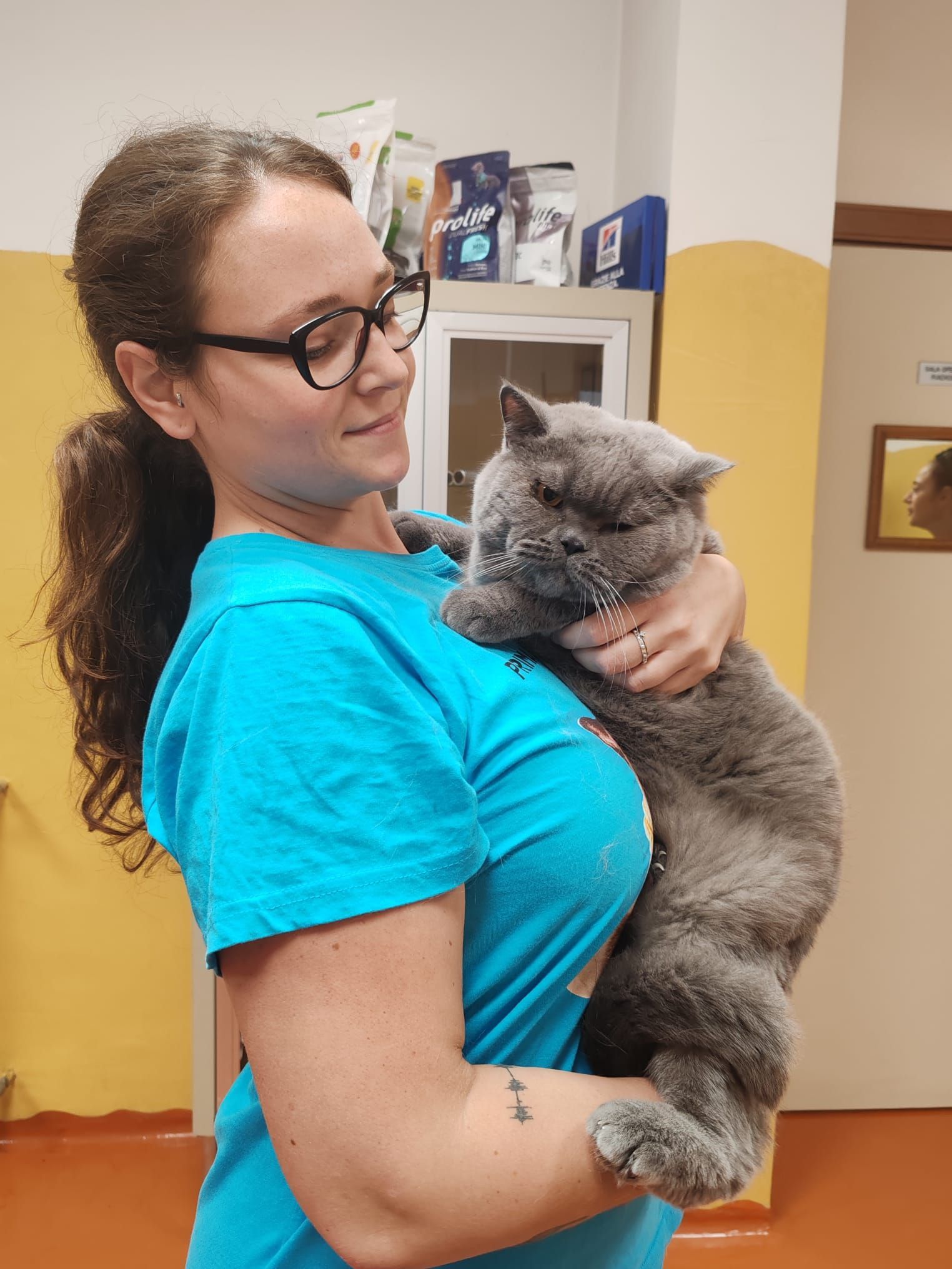 Una persona con una camicia blu tiene in braccio un gatto grigio in una stanza con le pareti gialle.