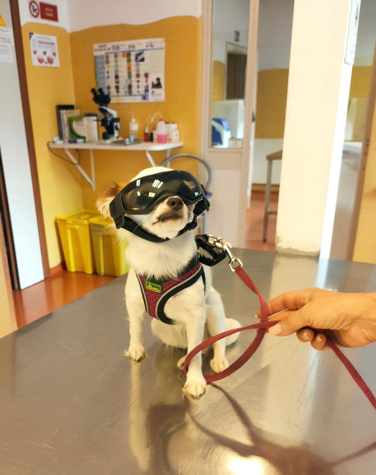 Un cagnolino con occhialini e pettorina, tenuto al guinzaglio in una luminosa hall interna, si trova tenuto per mano da una persona.