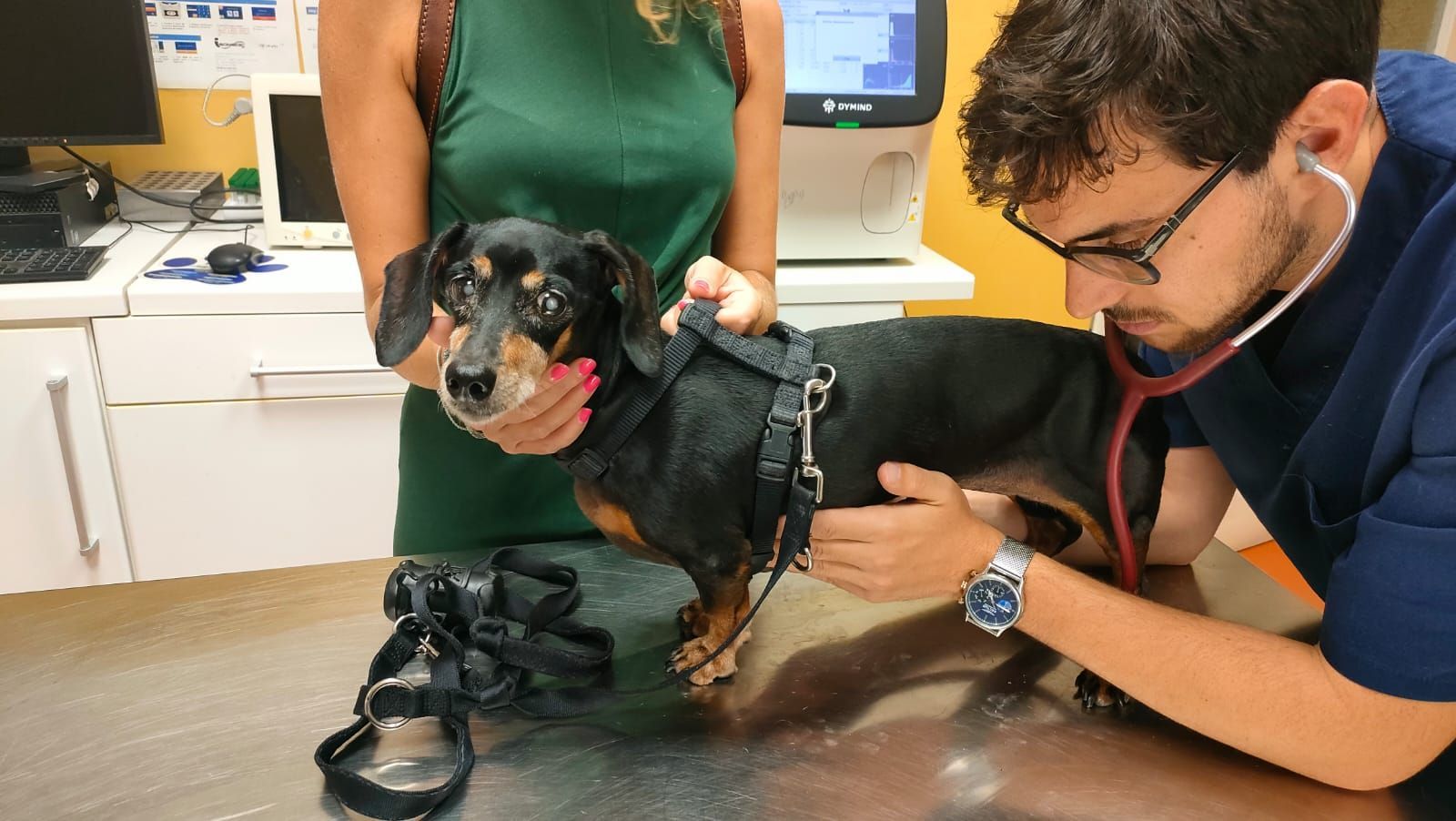 Un veterinario esamina un cane nero su un tavolo da visita mentre una persona lo tiene fermo.