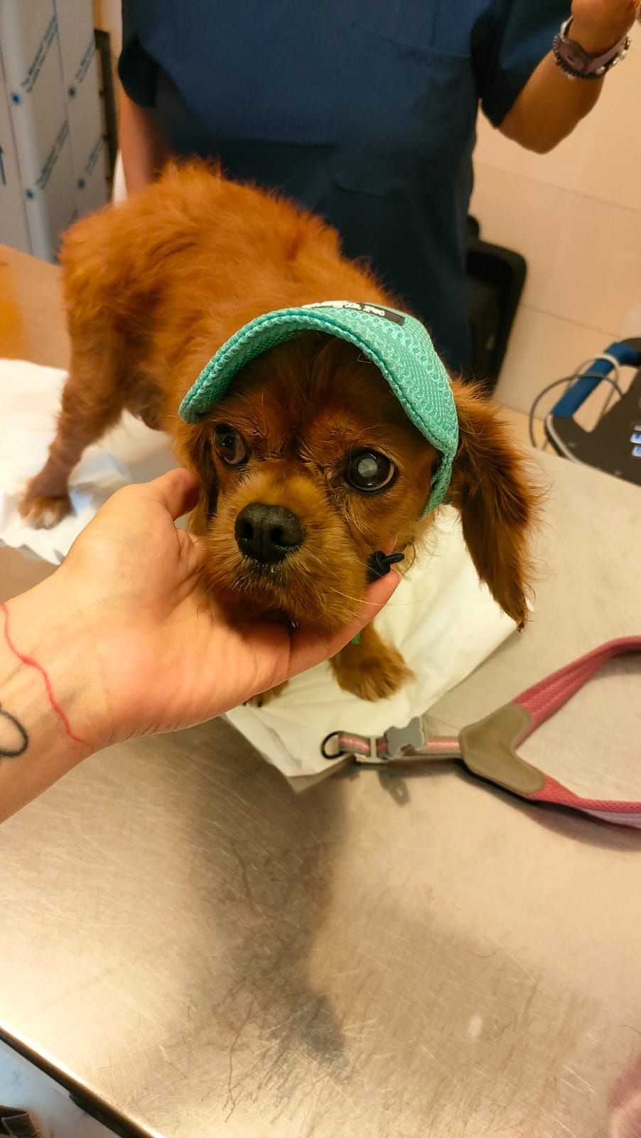 Un cagnolino marrone con una visiera verde, tenuto fermo su un tavolo da visita veterinaria.