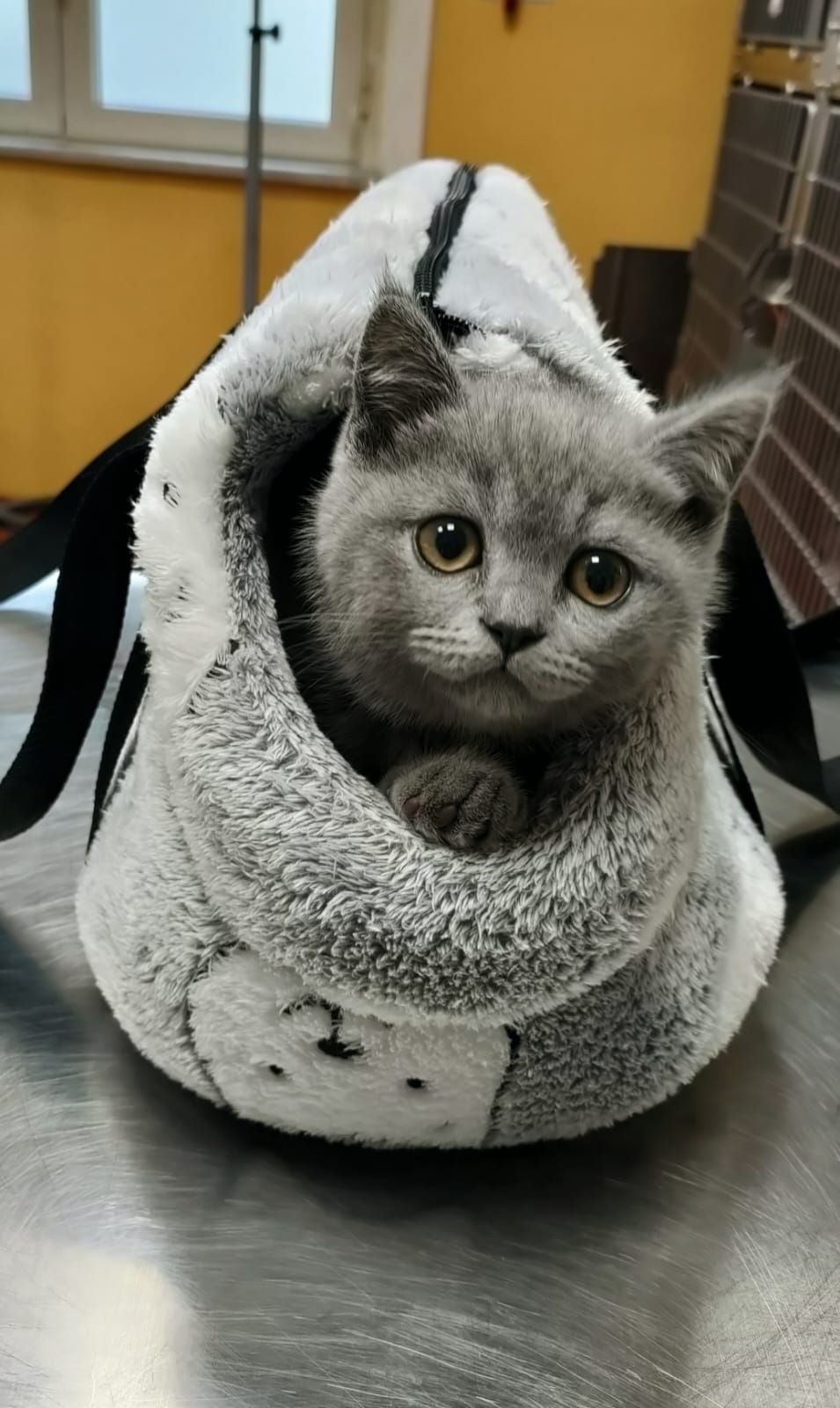 Gattino grigio seduto in una soffice borsa bianca su un tavolo di metallo, che guarda avanti