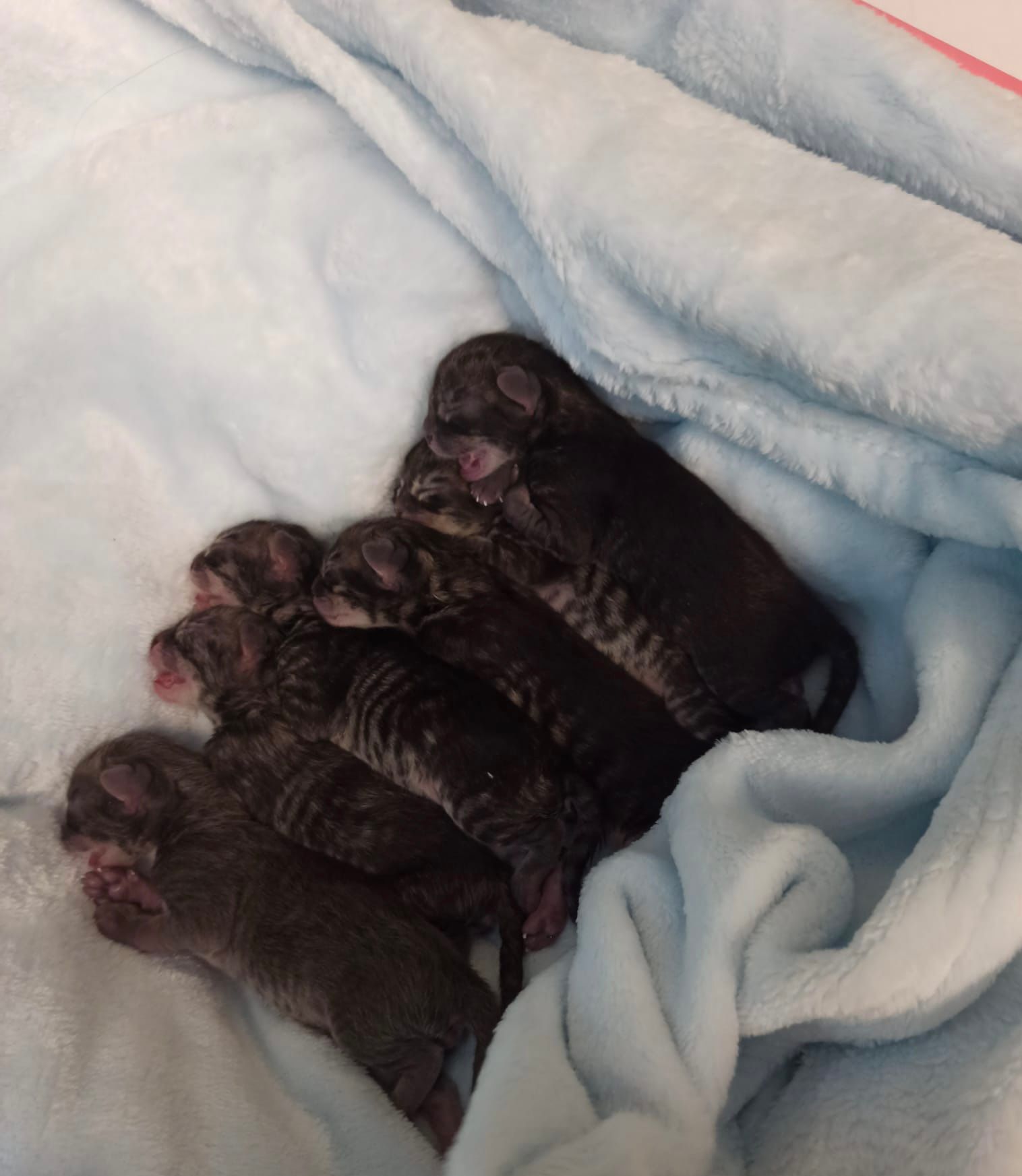 Tre cuccioli appena nati rannicchiati insieme sotto una coperta azzurra