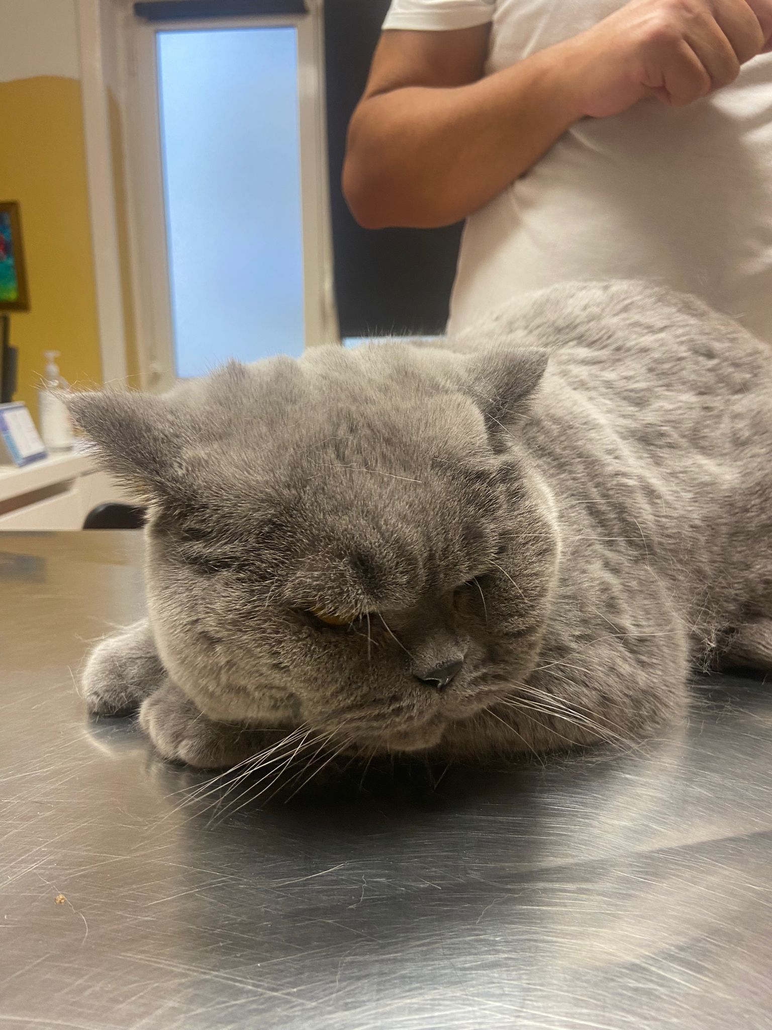 Un gatto grigio riposa su un tavolo mentre una persona si trova dietro di esso in una stanza.