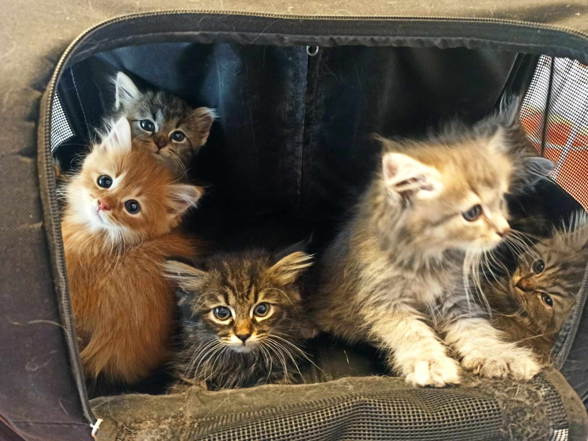 Quattro soffici gattini seduti in un trasportino nero, che guardano fuori attenti