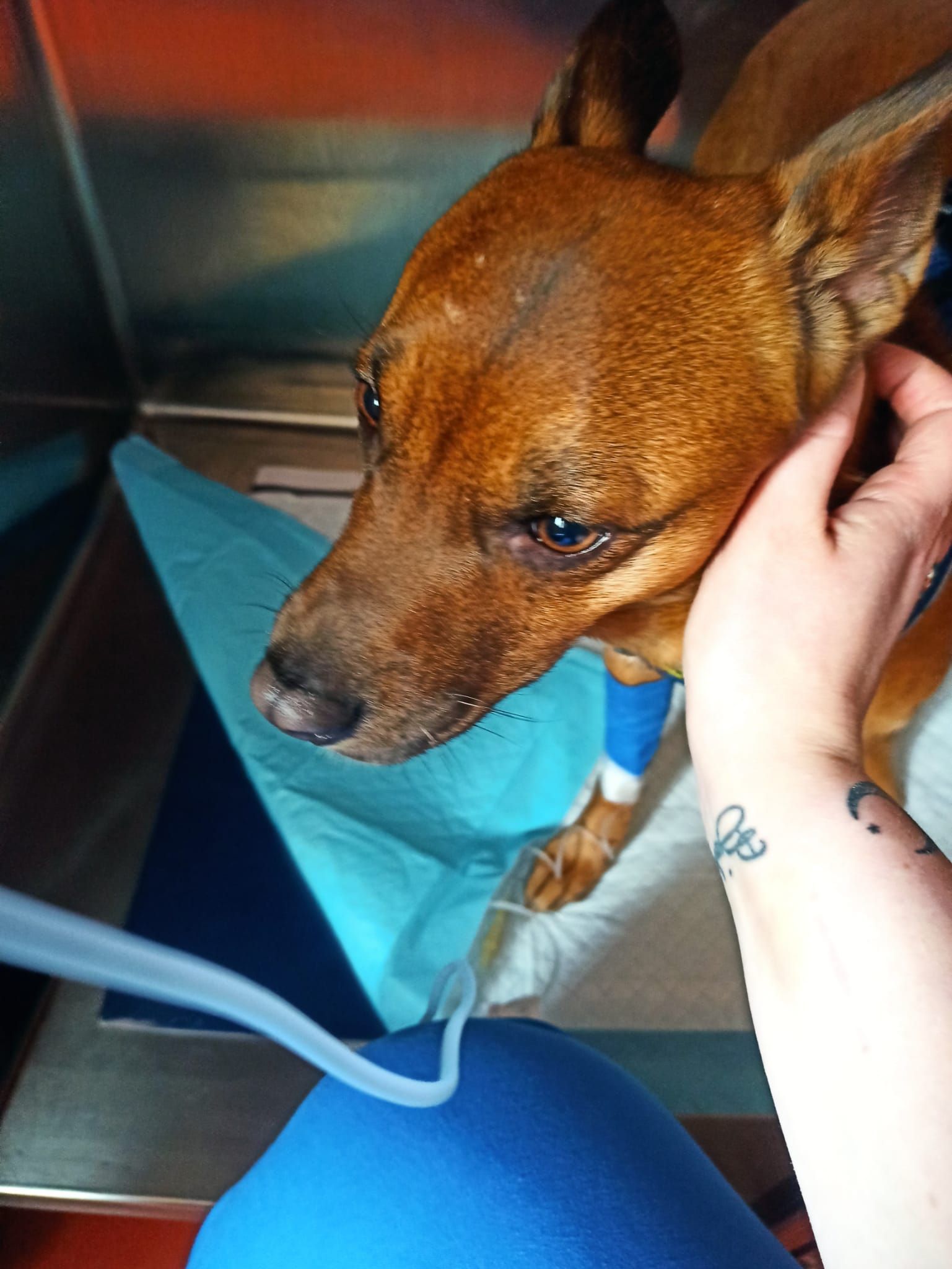Un cagnolino marrone viene tenuto delicatamente in braccio all'interno, con un tappetino blu e una sedia nelle vicinanze.