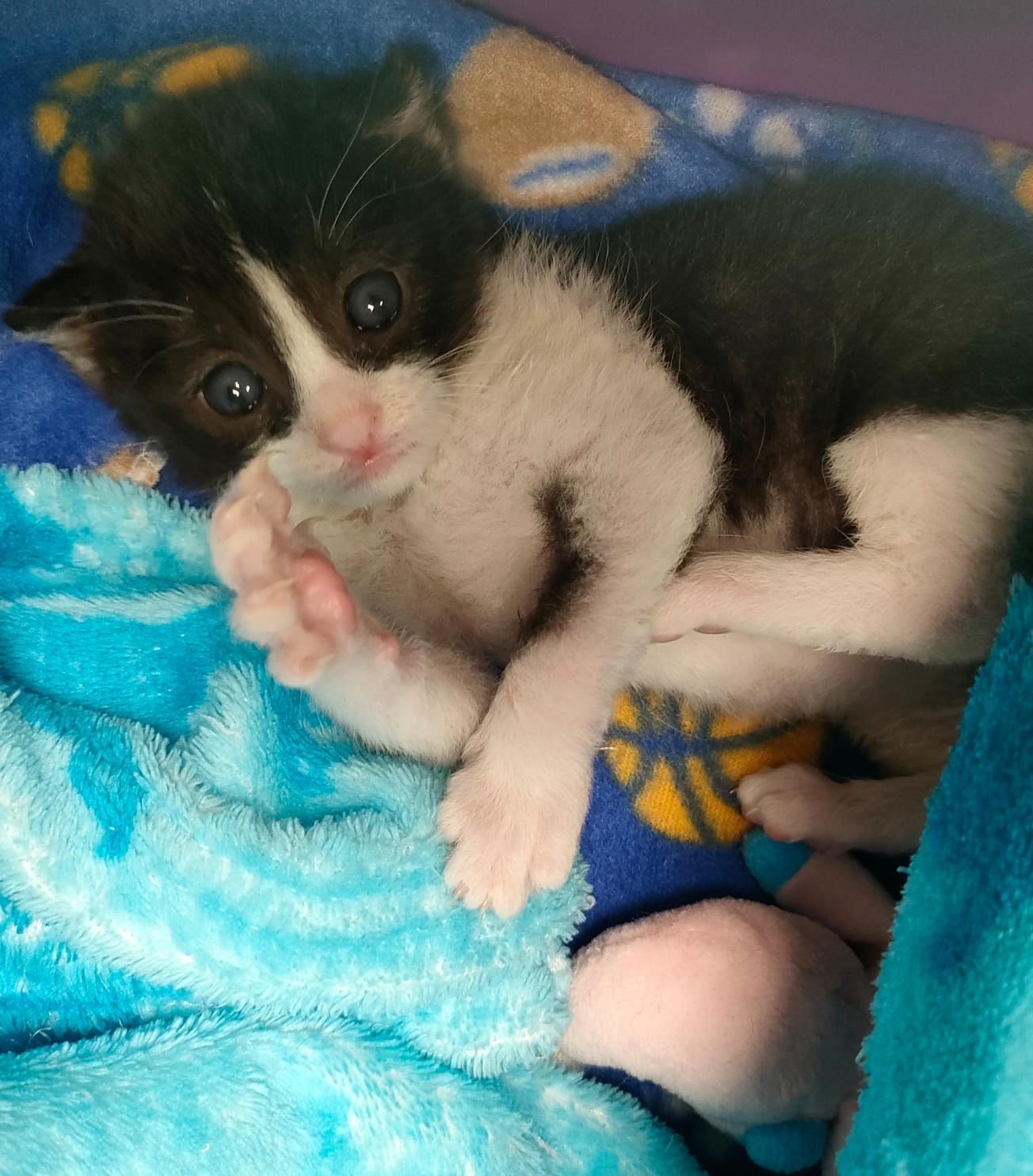 Un minuscolo gattino bianco e nero è rannicchiato in una coperta blu, con una zampa alzata che guarda in alto.