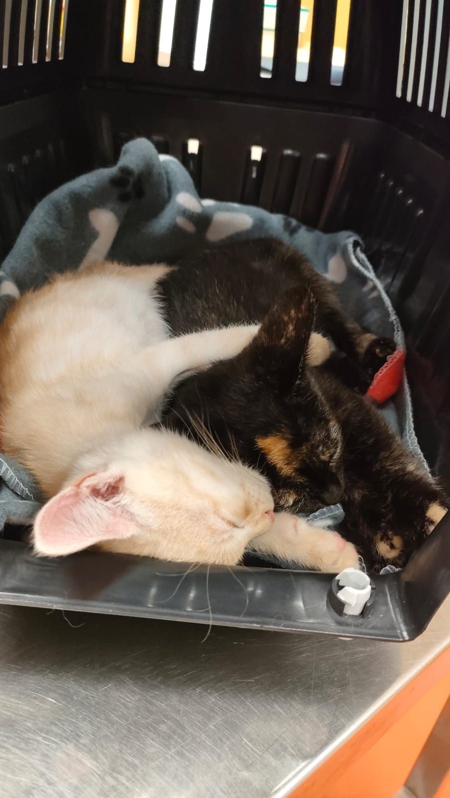 Due gatti che dormono insieme in una gabbia di plastica nera, uno bianco e l'altro nero e arancione.