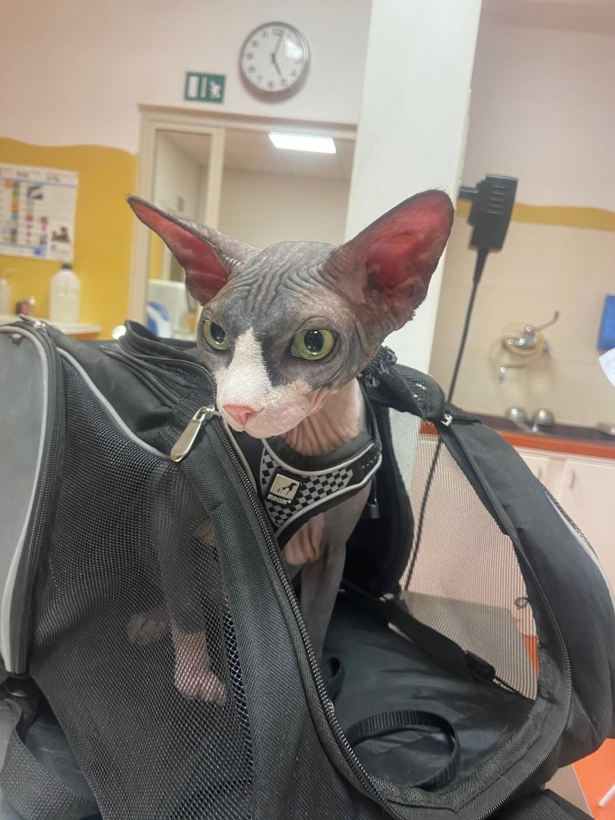 Gatto senza pelo in una borsa da trasporto nera, con pettorina, in casa.