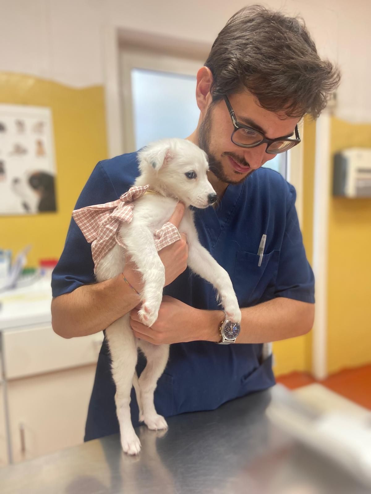 Un veterinario in camice blu tiene in braccio un piccolo cucciolo bianco in una sala visite di una clinica veterinaria.