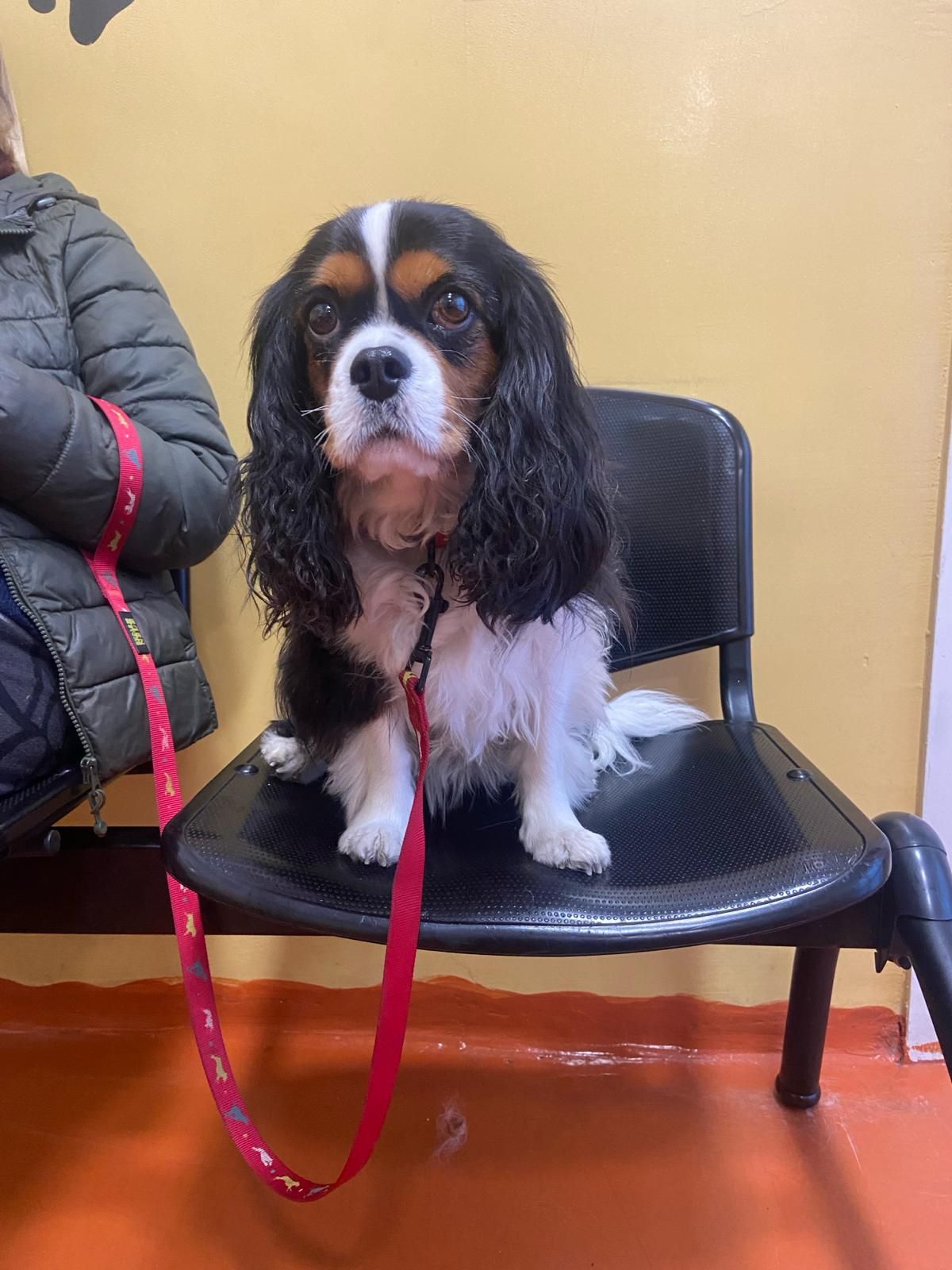 Un piccolo Cavalier King Charles Spaniel seduto su una sedia nera con un guinzaglio rosso, in casa.