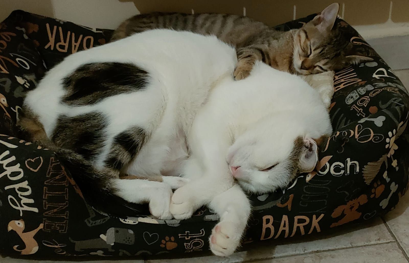 Due gatti accoccolati e addormentati insieme su una cuccia decorata.