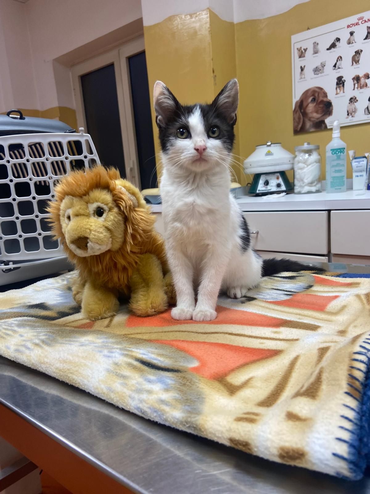 Un gatto bianco e nero e un leone di peluche sono seduti su una coperta a fantasia su un tavolo da visita veterinaria.