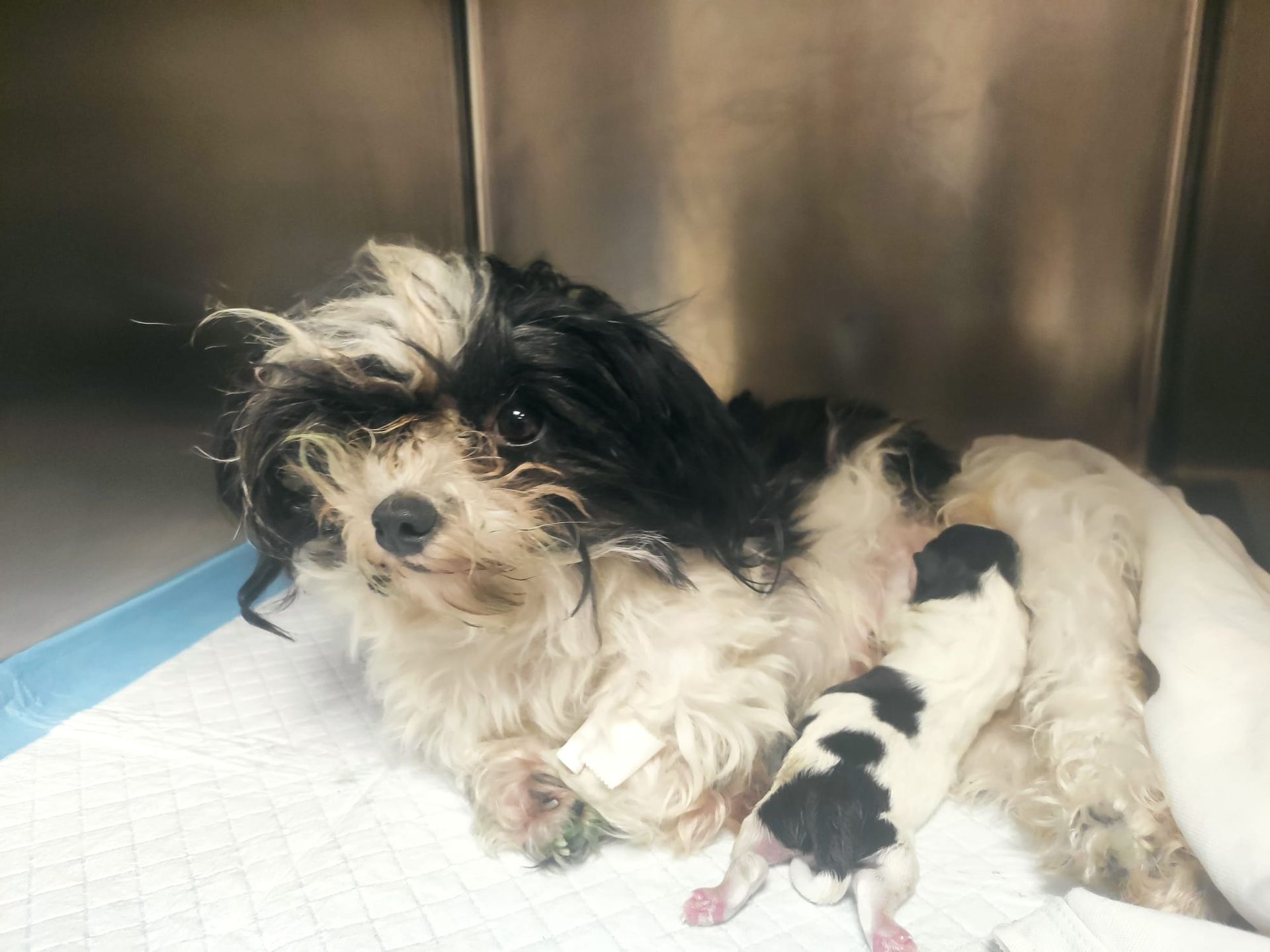 Un piccolo cane bianco e nero è sdraiato in una cuccia accanto a due cuccioli appena nati su una coperta.