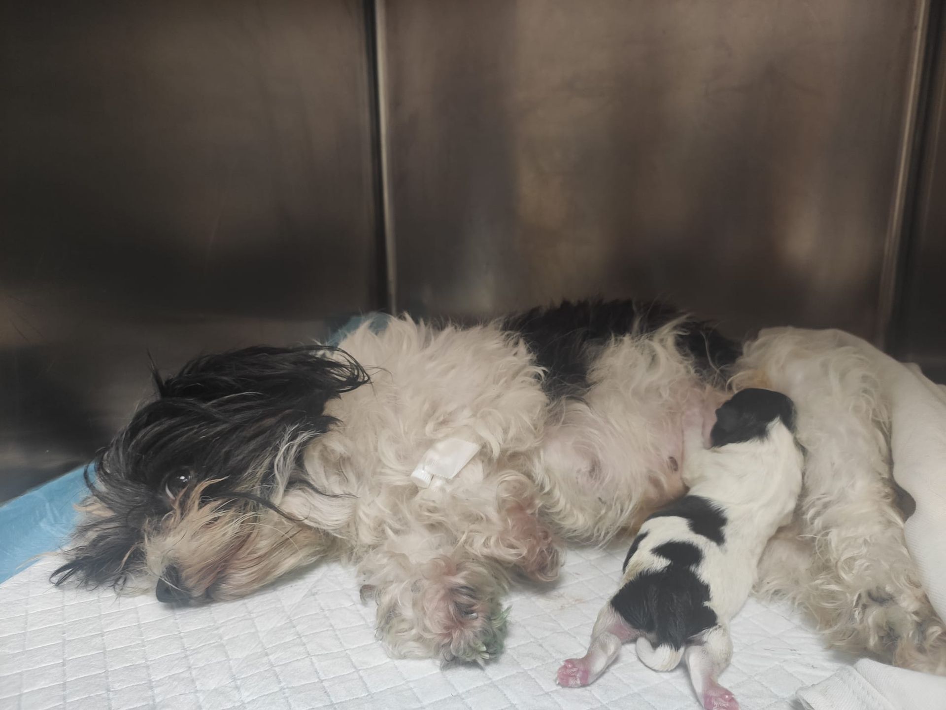 Una piccola cagnolina bianca e nera allatta dei cuccioli appena nati, sdraiata su un tappetino blu in un canile.
