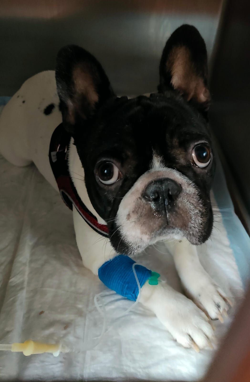 Bulldog francese bianco e nero seduto in casa, con indosso una pettorina e gli occhi spalancati che guardano in alto.