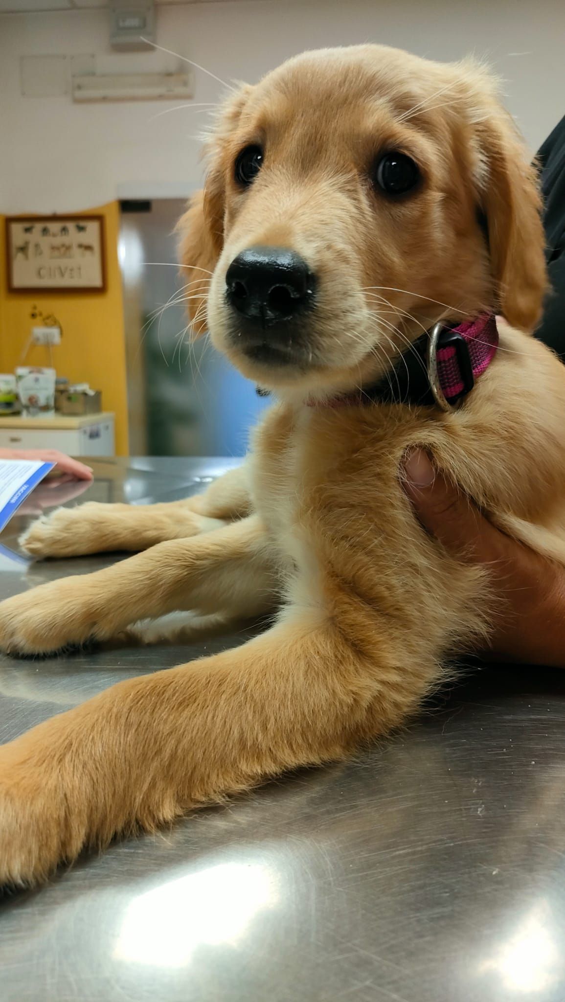 Cucciolo di golden retriever su un tavolo da visita veterinaria, con un collare rosa, che guarda in camera.