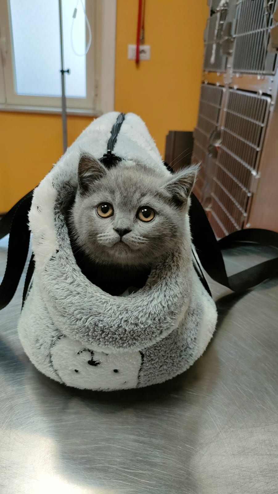 In una clinica veterinaria, un gatto grigio fa capolino da un soffice cappuccio bianco su un tavolo di metallo.