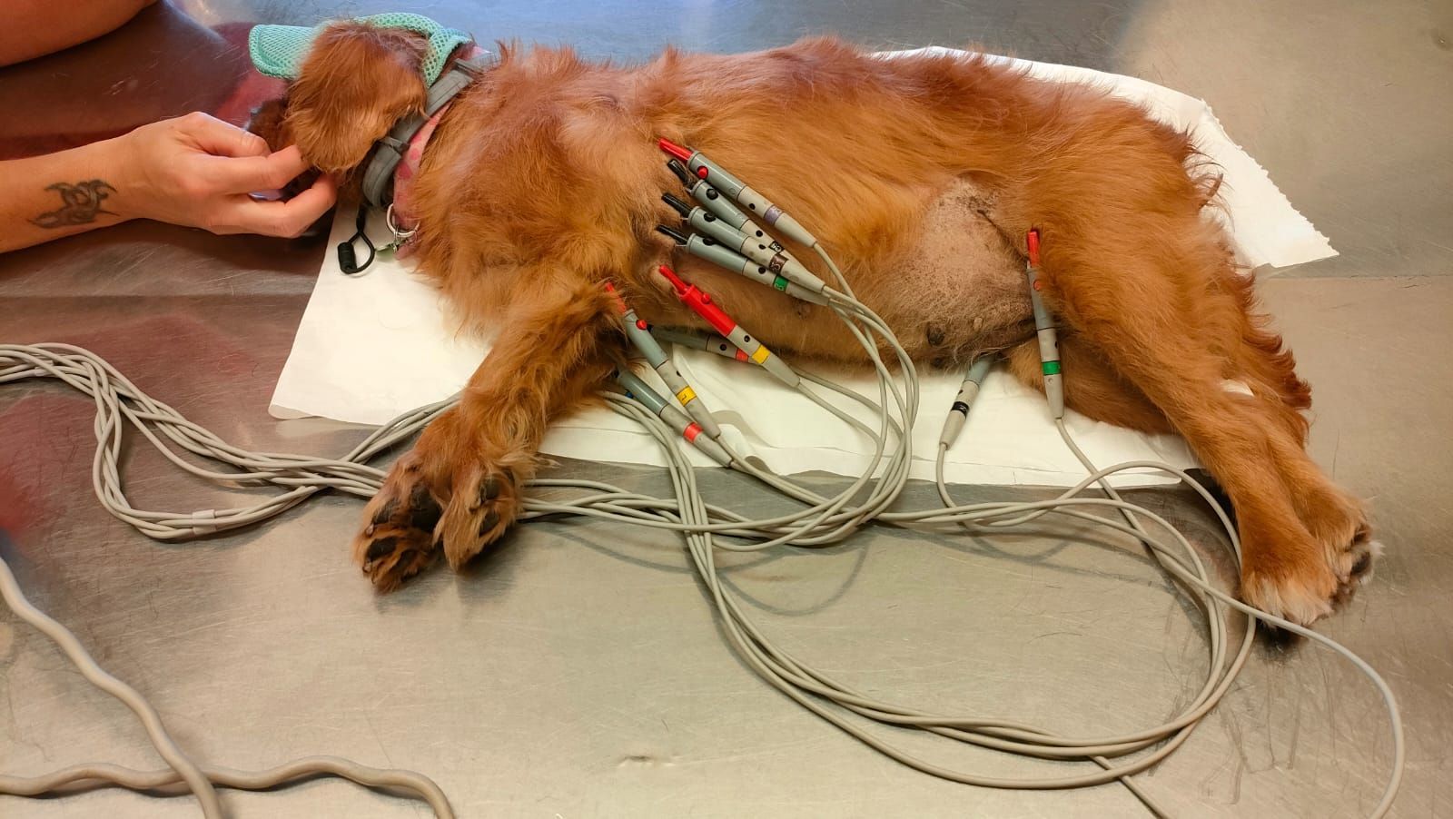 Cane sdraiato su un fianco con elettrodi applicati, su un tavolo durante una procedura veterinaria.