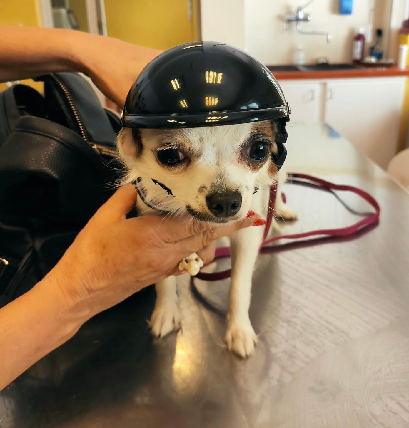 Un cagnolino bianco e nero con un casco nero lucido, tenuto in braccio davanti al bancone di una clinica veterinaria.