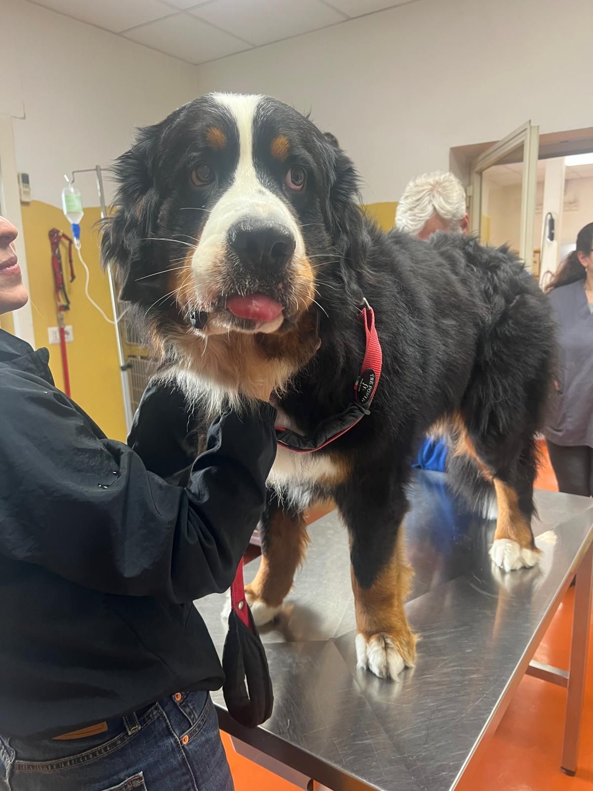 Un grosso cane nero, bianco e marrone, con indosso un collare rosso, è in piedi su un tavolo da toelettatura in una clinica veterinaria.