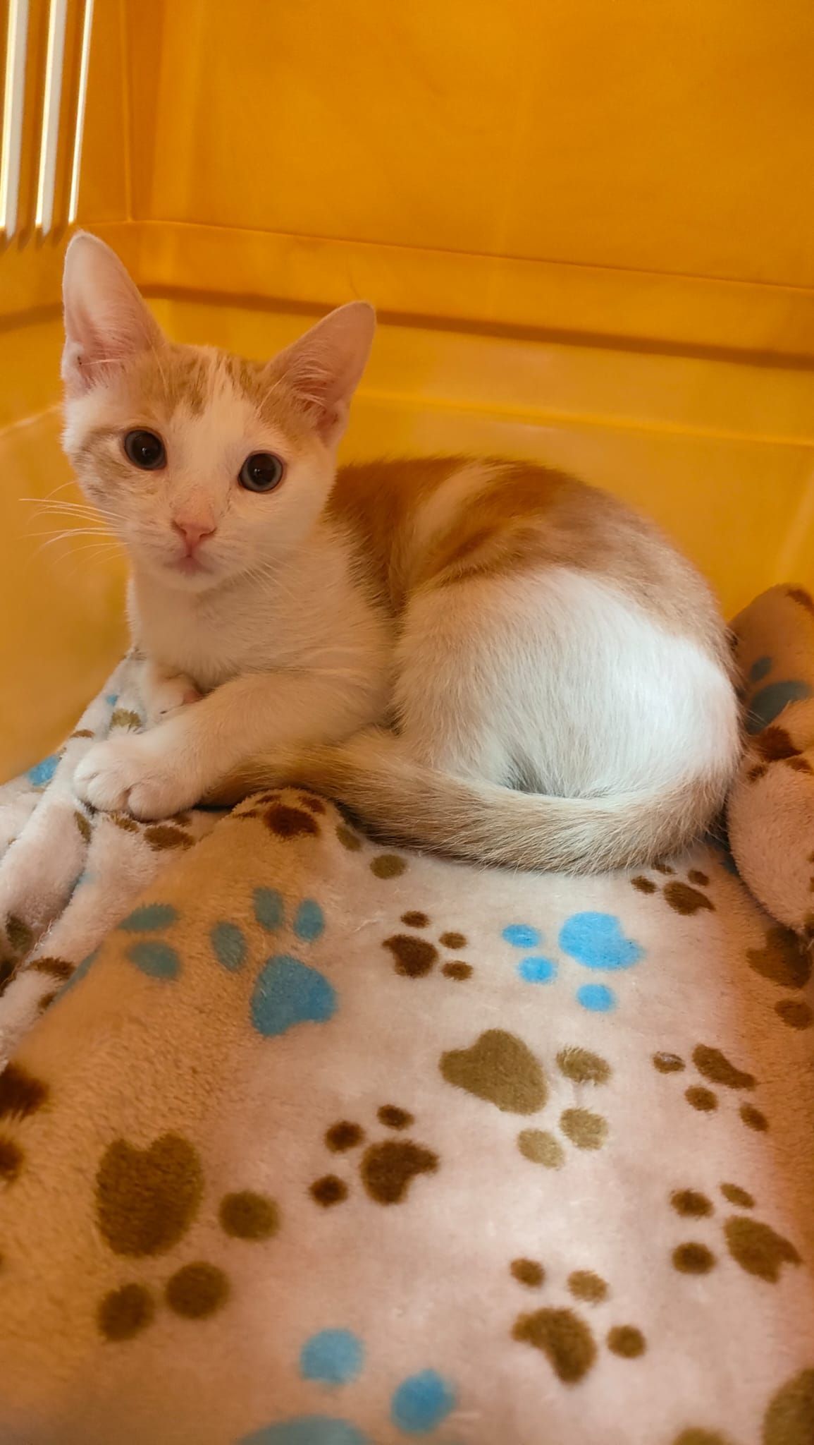 Un piccolo gattino bianco e arancione riposa su una coperta con l'impronta di una zampa in casa.