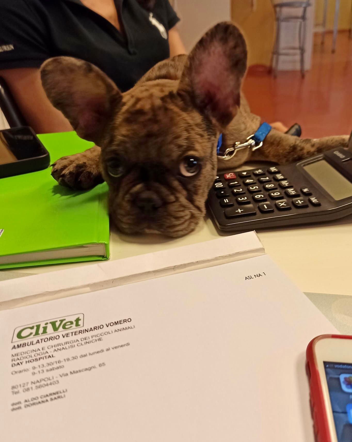 Un piccolo cucciolo marrone riposa su una scrivania accanto a una calcolatrice e a dei documenti in uno studio veterinario.