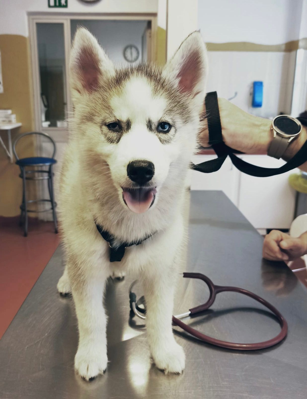 Un piccolo cucciolo di husky è in piedi su un tavolo da visita veterinaria con una pettorina, la bocca aperta e le orecchie dritte.