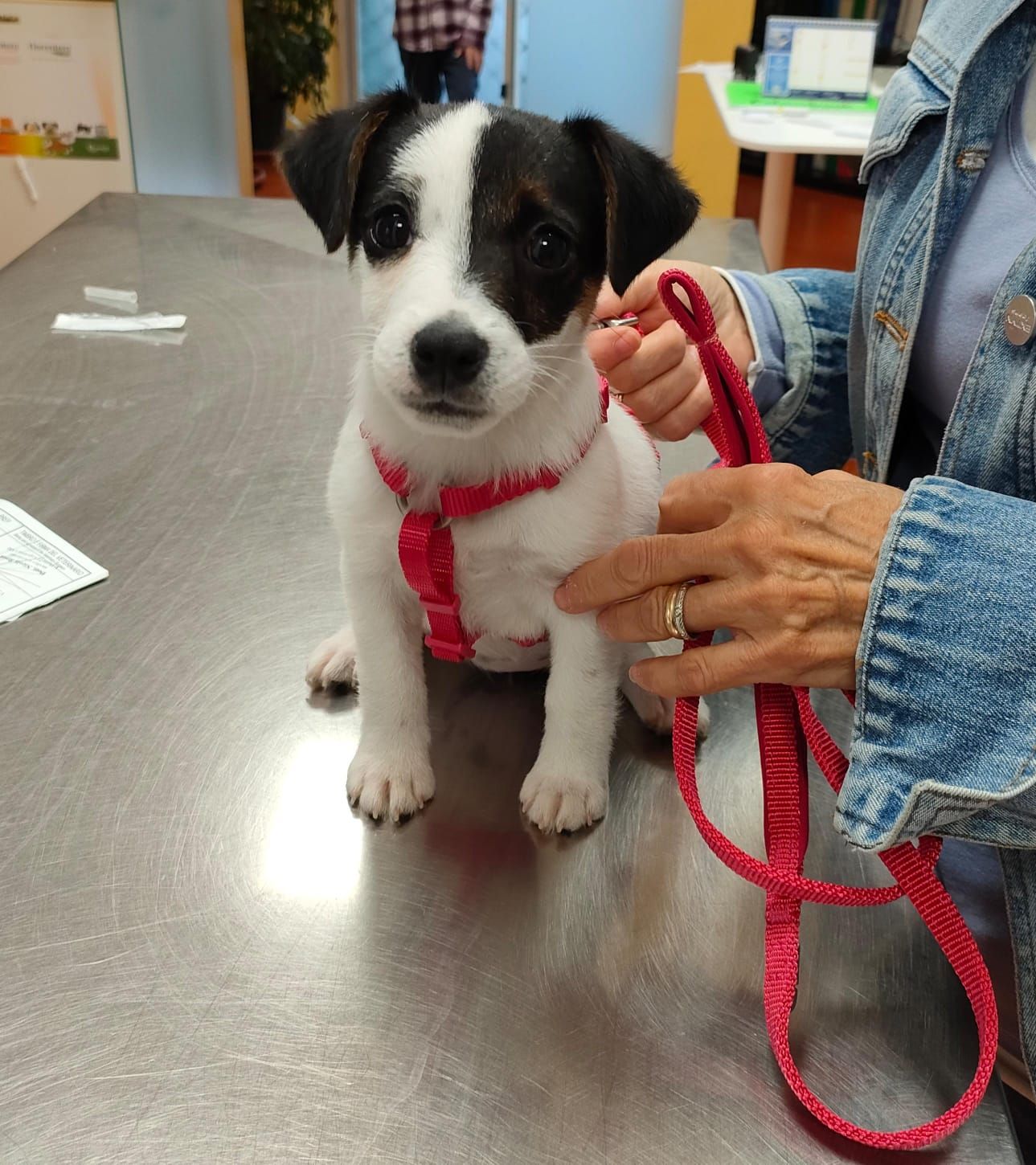 Un piccolo cucciolo bianco e nero con una pettorina rossa è appoggiato su un tavolo, tenuto in braccio da una persona.