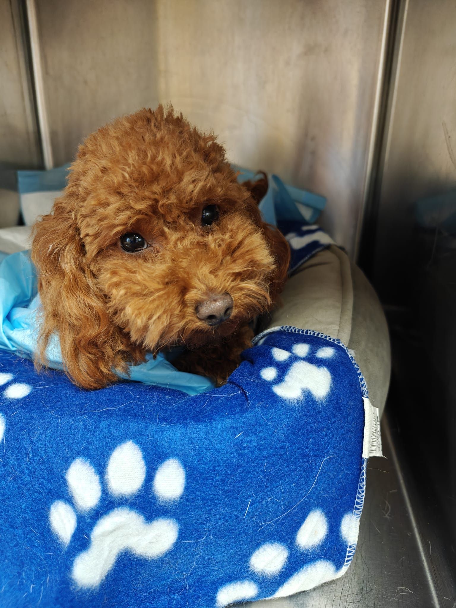 Un piccolo cucciolo marrone riccioluto riposa in una gabbia di metallo su una coperta blu con impronte di zampe bianche.