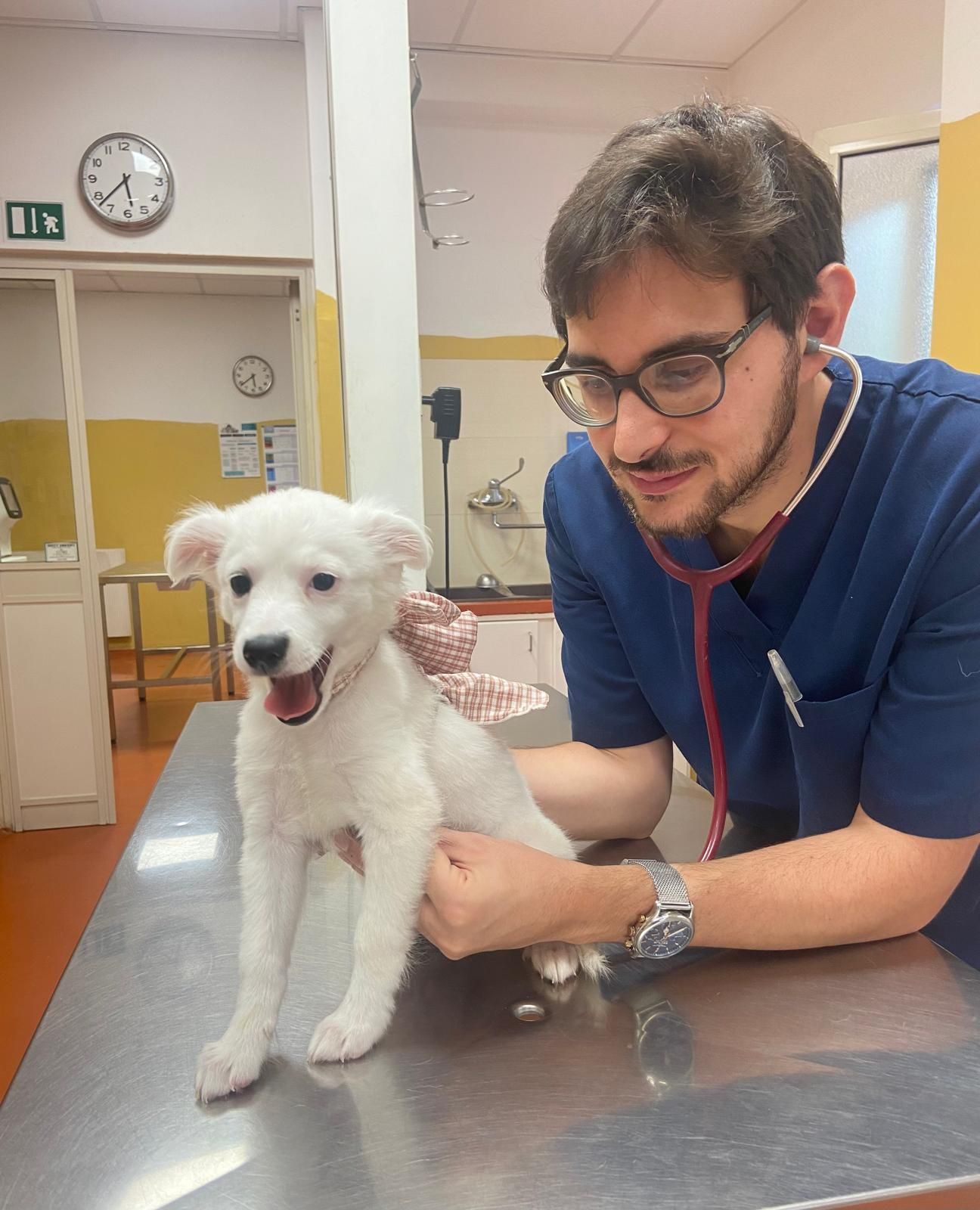 Un cucciolo bianco è sdraiato su un tavolo da visita veterinaria mentre un uomo in camice blu lo esamina in una clinica.