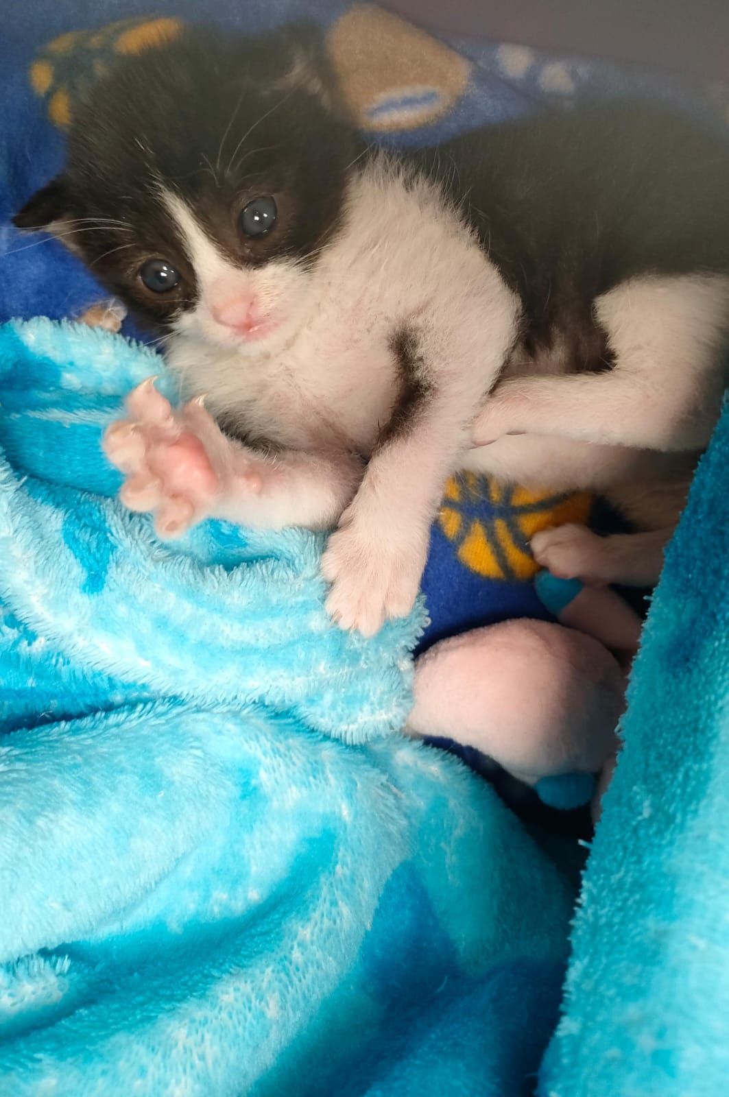 Un minuscolo gattino bianco e nero avvolto in una coperta blu, che guarda in alto con una zampa alzata.