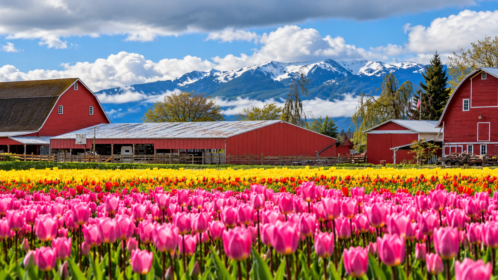 Skagit Valley Tulip Festival Small Group
