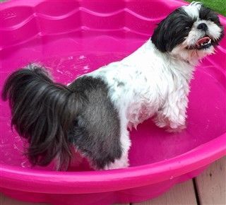 Black and white Shih Tzu