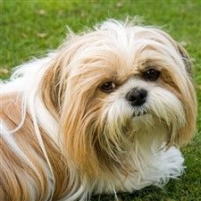 gold and white Shih Tzu